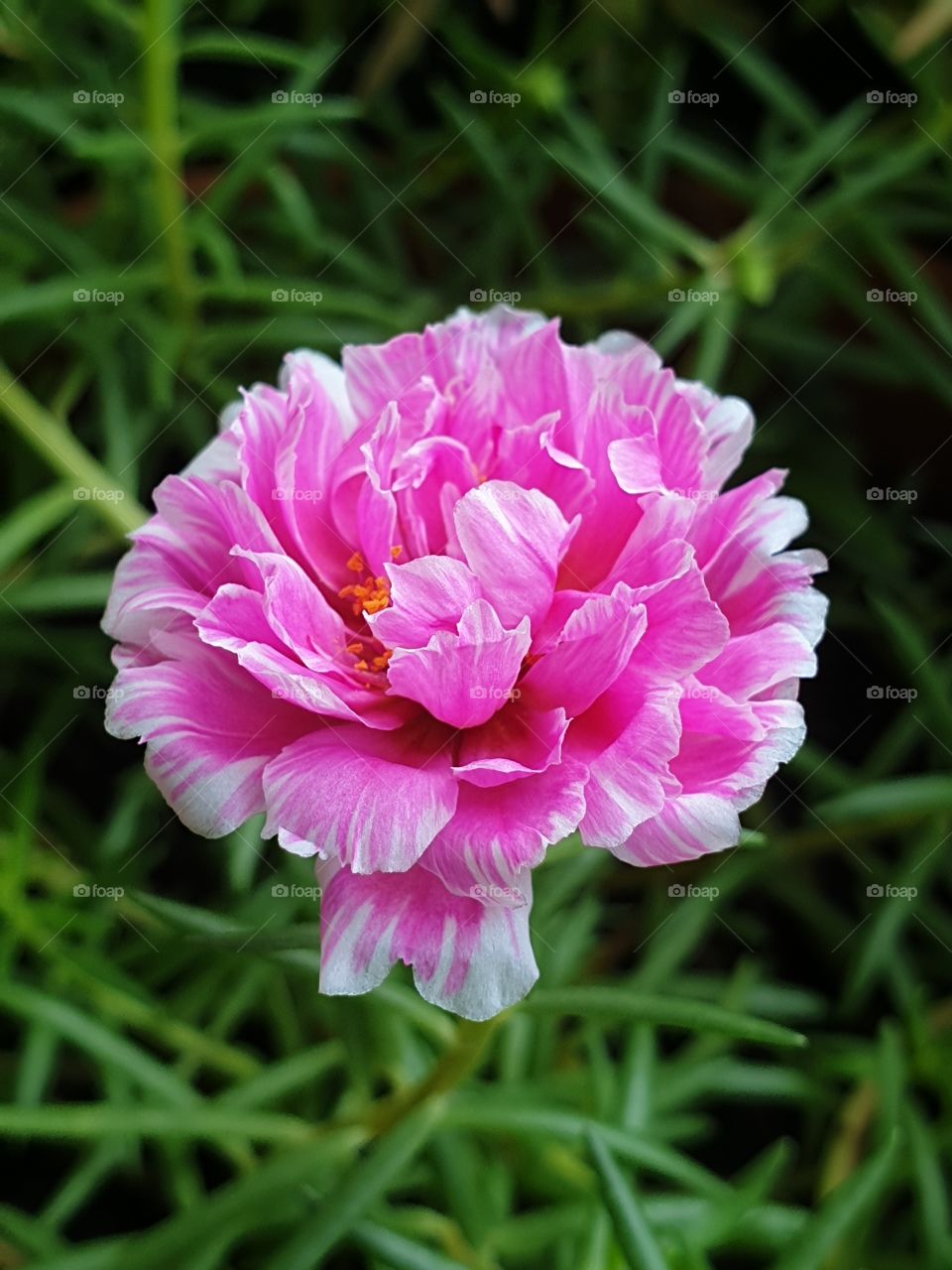 my beautiful Portulaca grandiflora