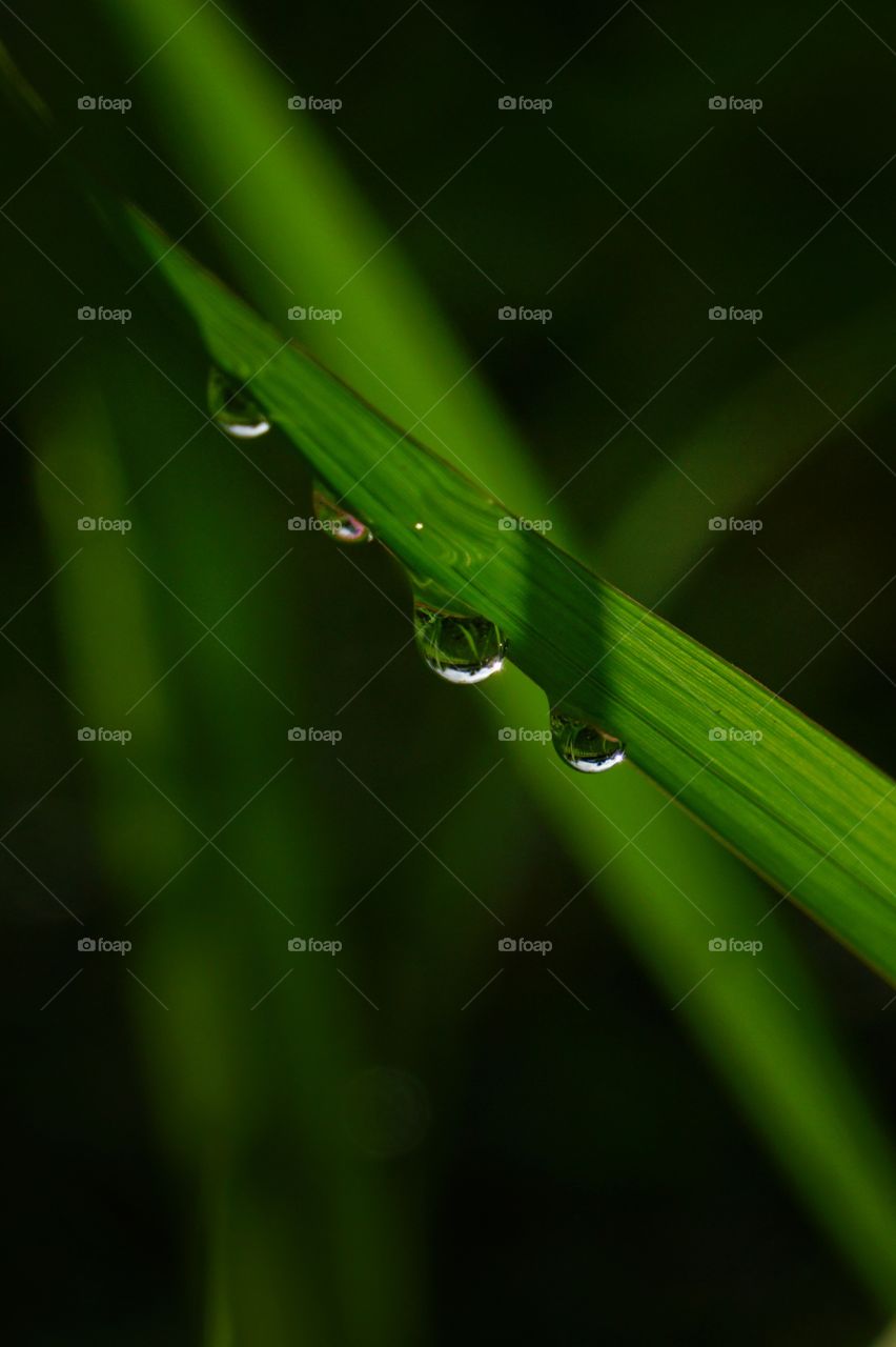 Water droplets on green grass after rain