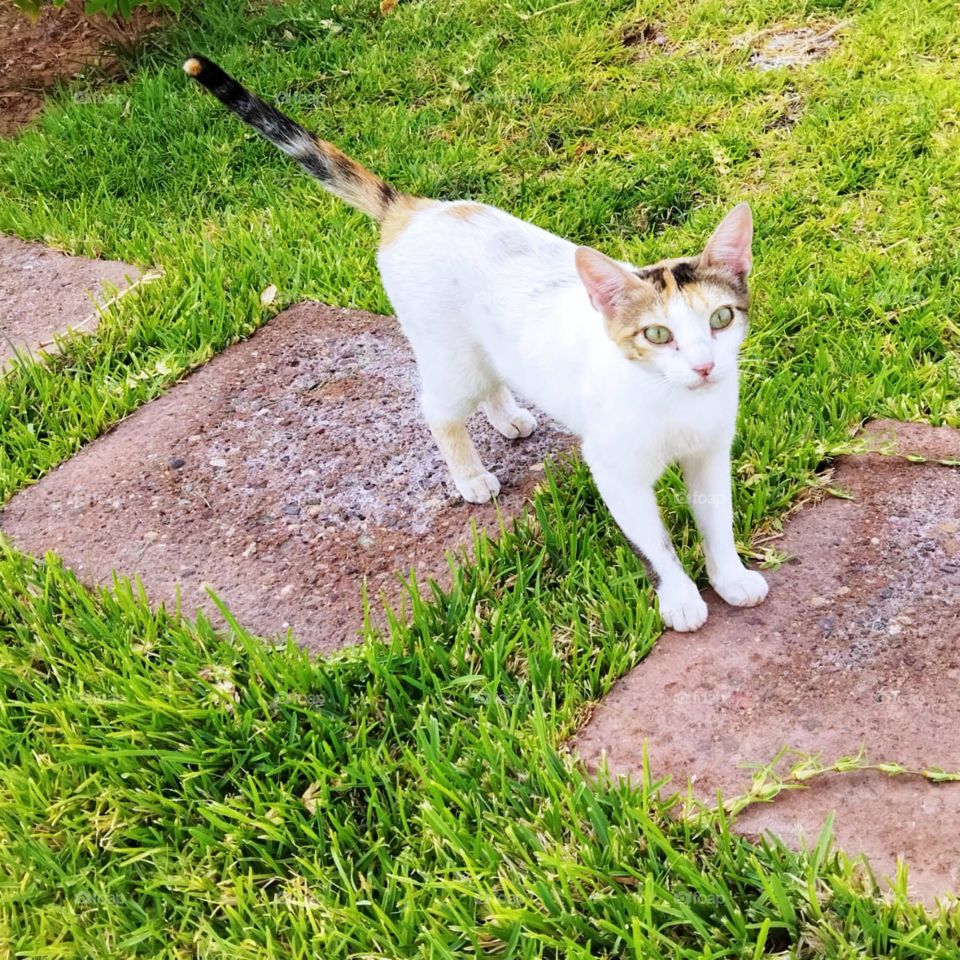 Beautiful cat looking at camera.