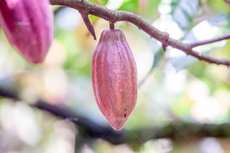cocoa tree
