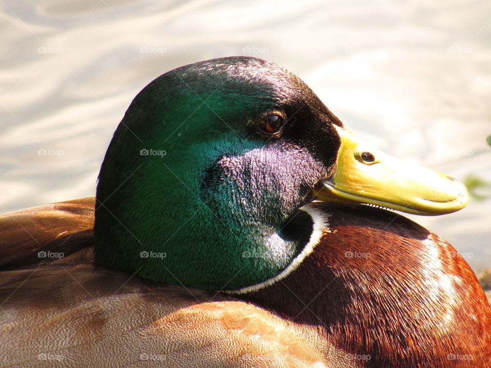 duck