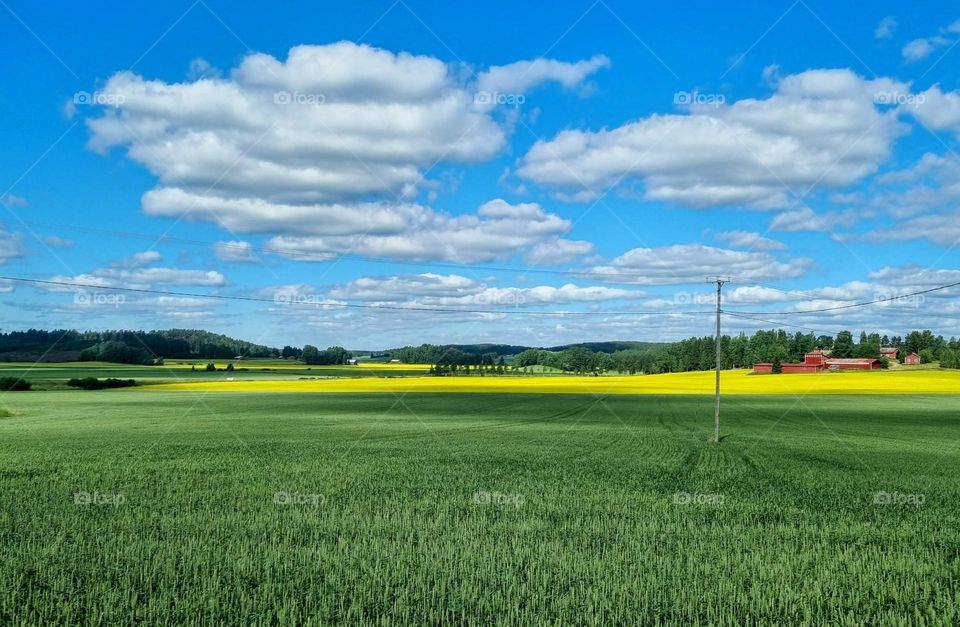 Summer in the countryside