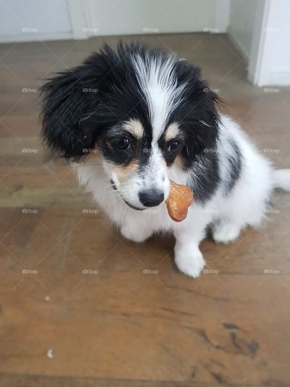 Puppy enjoying Treat