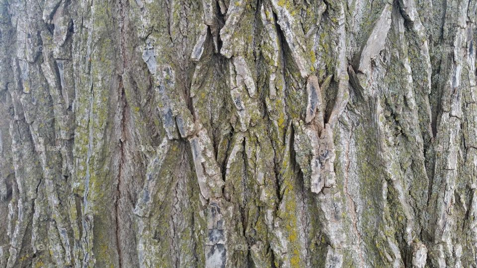 Tree bark 2