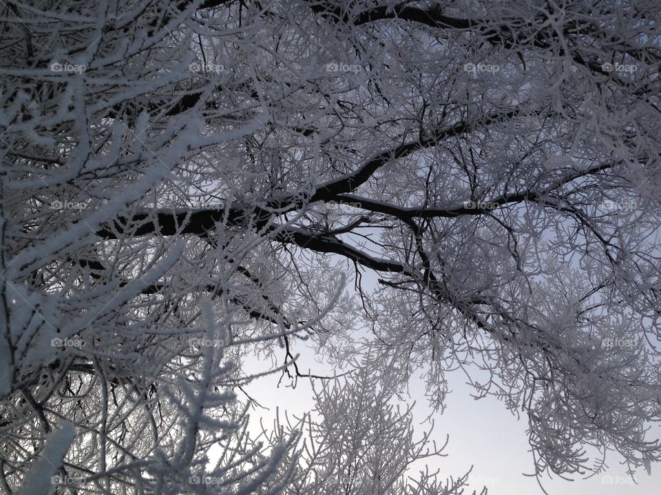 The frost of winter in a tree