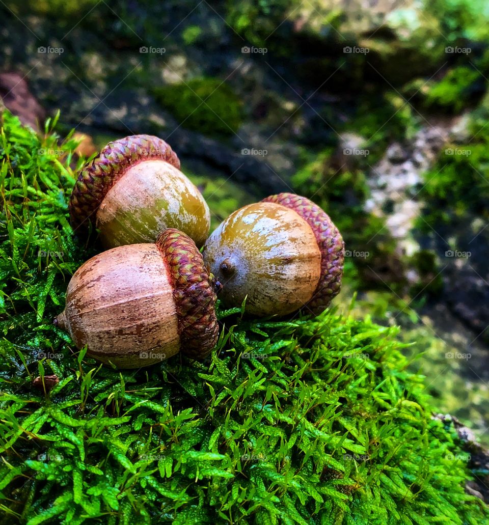 Three acorns on bright green moss—taken in Dyer, Indiana 