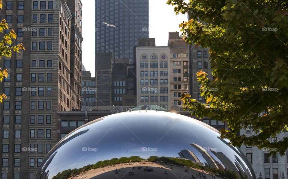 Cloud Gate, top with seagulls