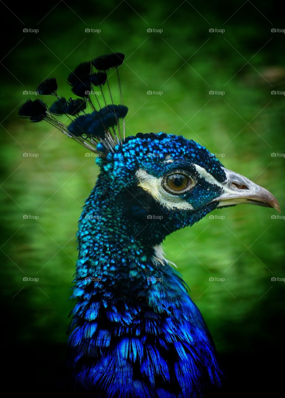 Peacock head