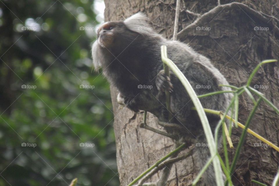 little monkey (santos - sao paulo - brazil)