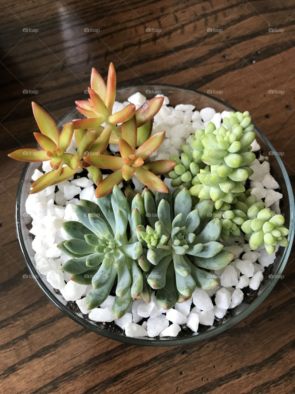 Succulent arrangement