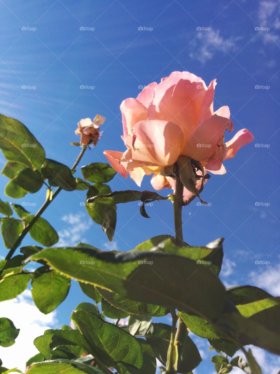 rose and sky