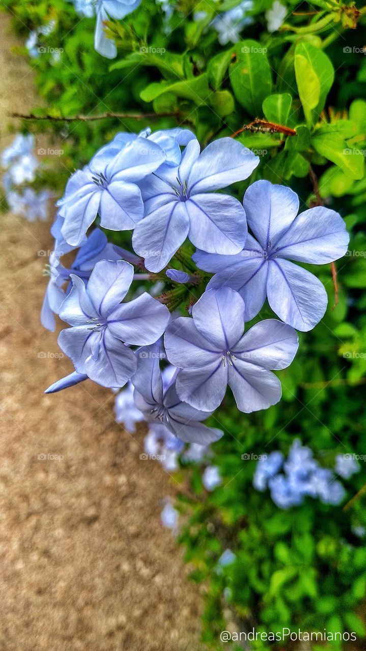 Flower blue