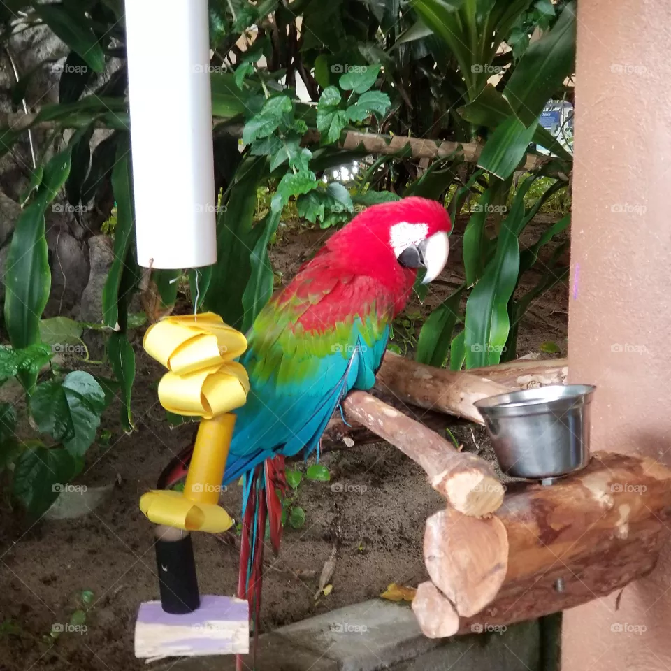 Majestic Parrot