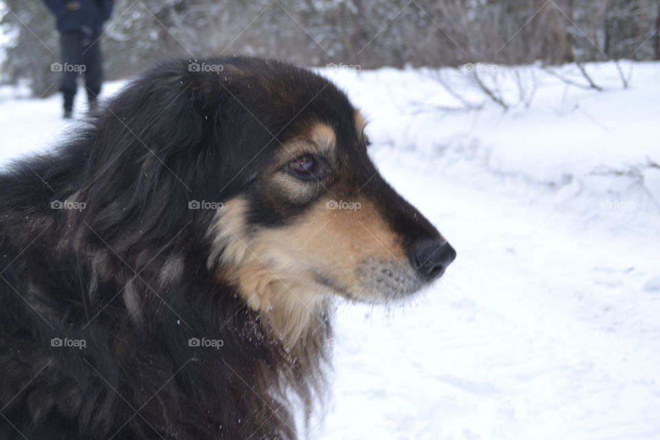 Dog in Winter forest