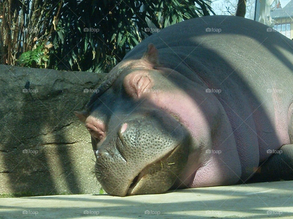 zoo sunlight sleepy calm by swe_matt