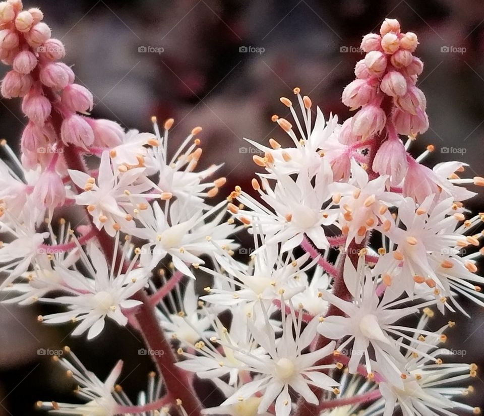 Tiarella 'Pink Rocket' Foam Flower