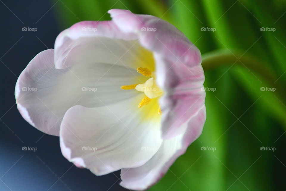 Macro shot of tulip