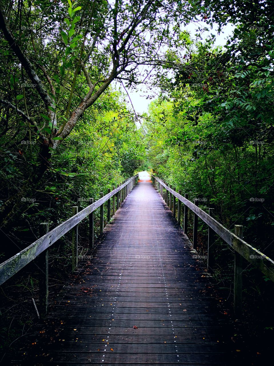 Bridge in the forest