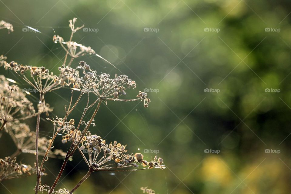 Summer morning