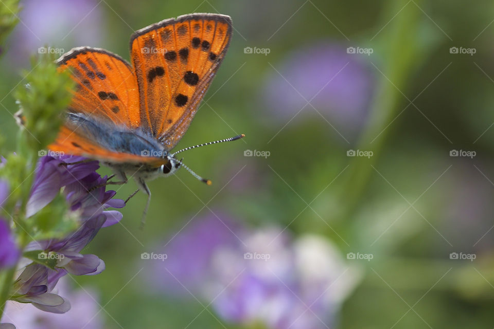 Butterfly On Flower