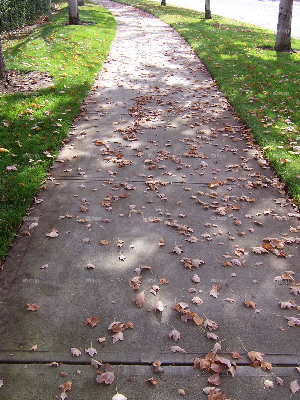 Walkway in Autumn