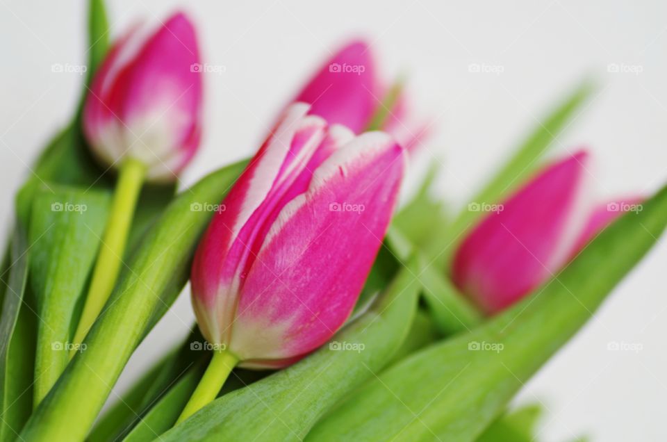 Beautiful bouquet of tulip pink flowers on white background.