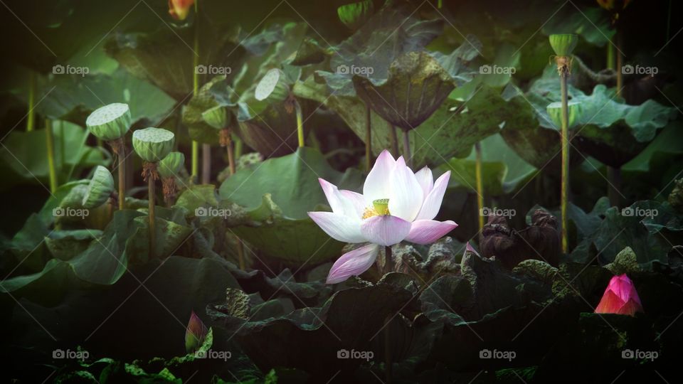 pink lotus in the nature.