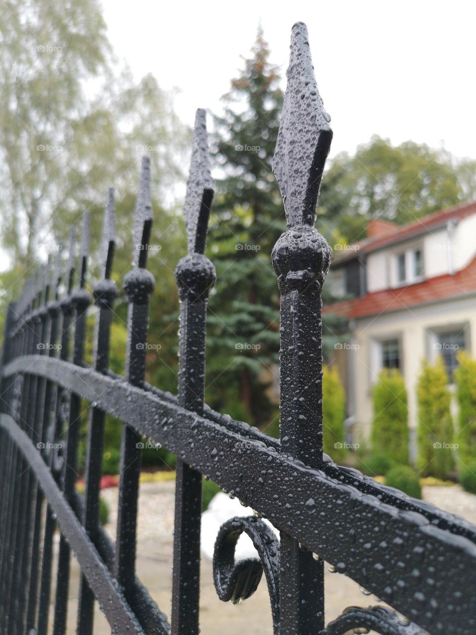 A wrought-iron fence in the rainy drops