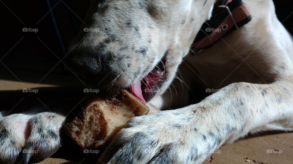 Mais uma imagem do cão roendo um osso.