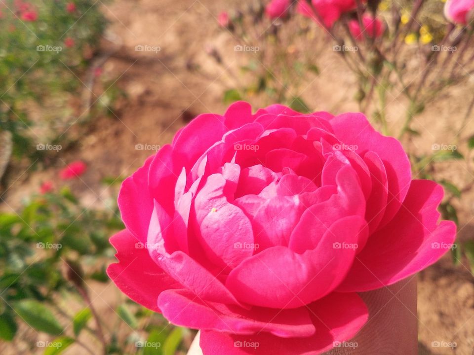 the most beautiful red c