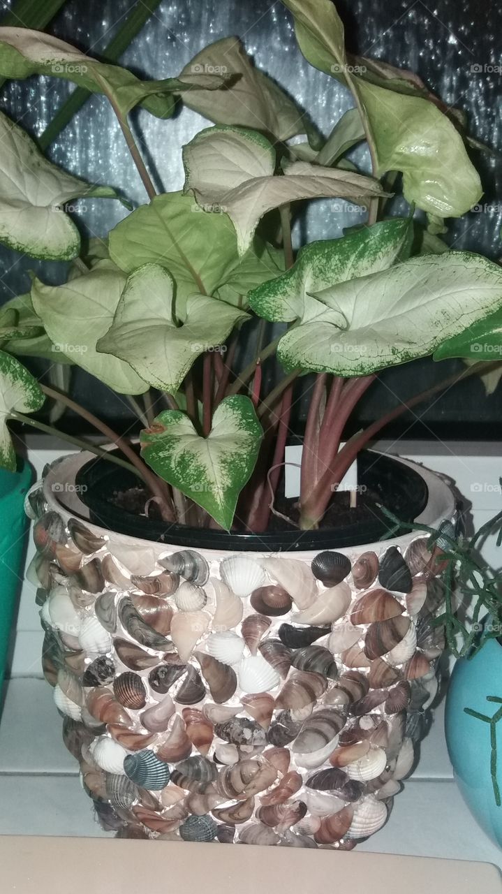 indoor plants houseplants