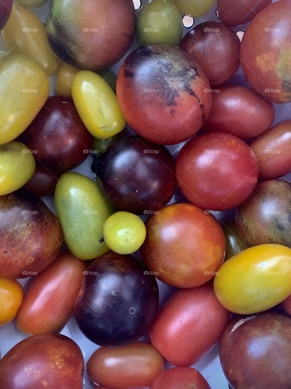 Cherry tomatoes 