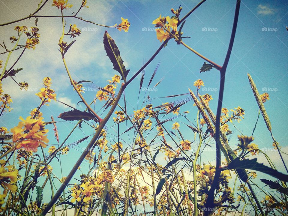 yellow wildflowers,blue sky and yellow flowers