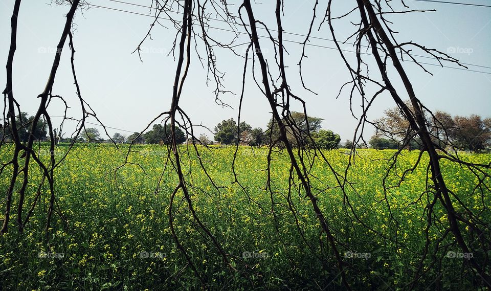 yellow field