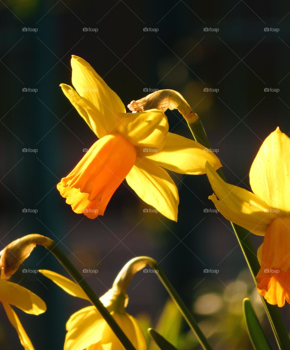 daffodil in sunlight