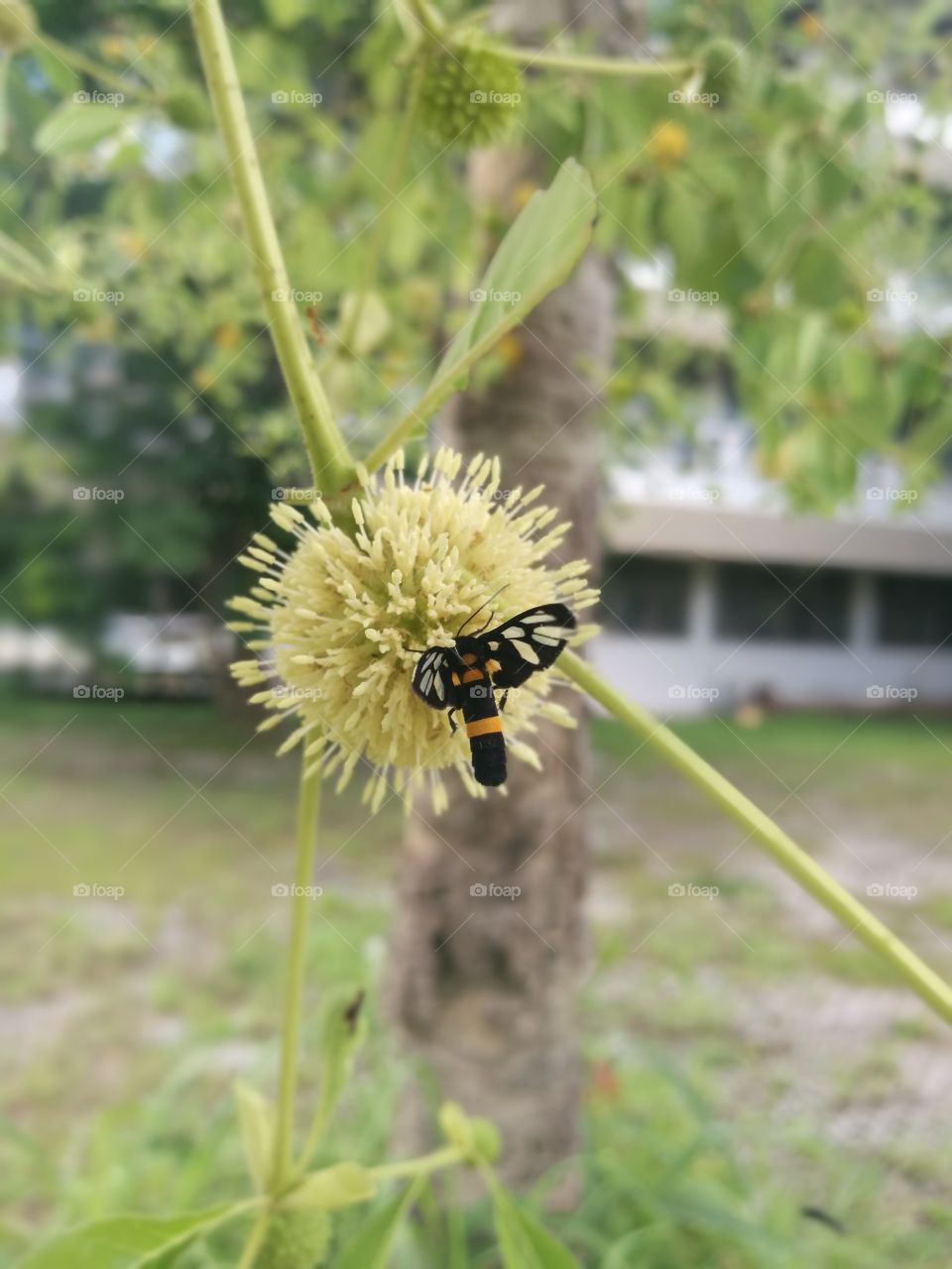 flower bee