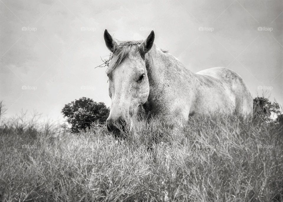Gray Horse Standing in a Field in Black & White