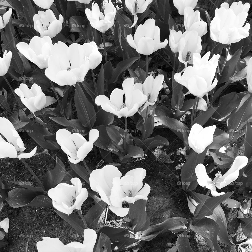 Black and white tulips 