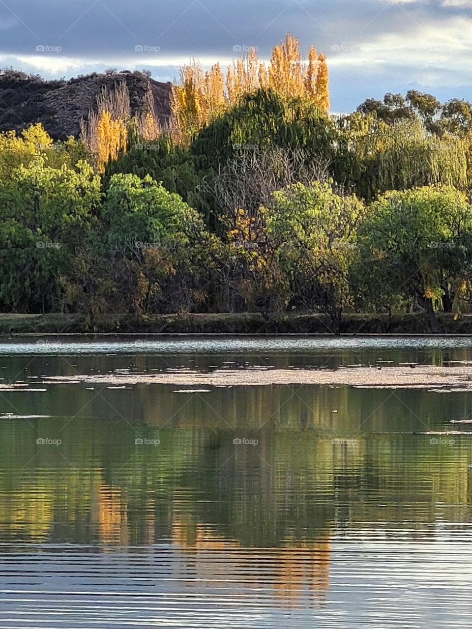 bosque y lago