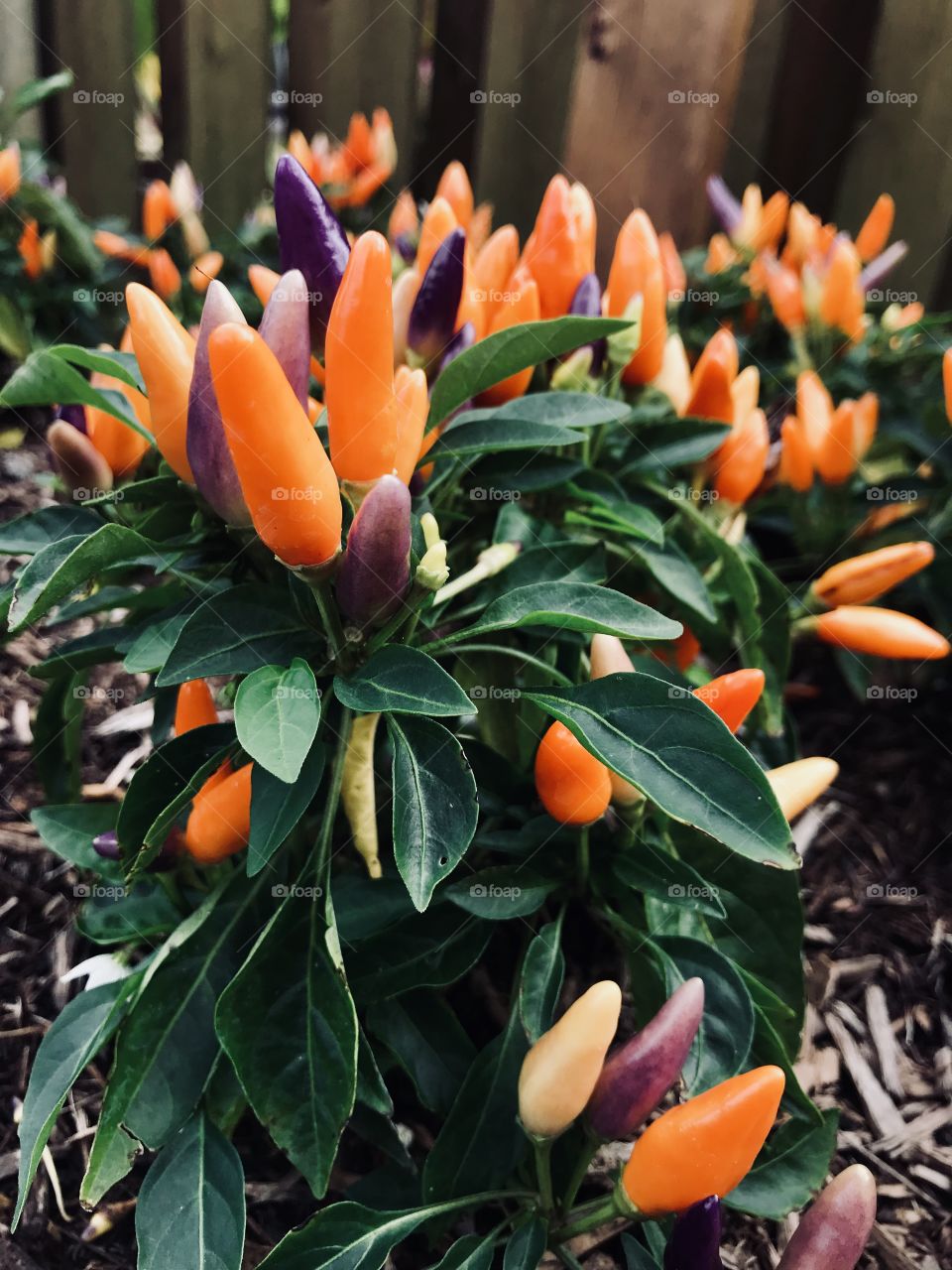Baby peppers growing in the garden. 