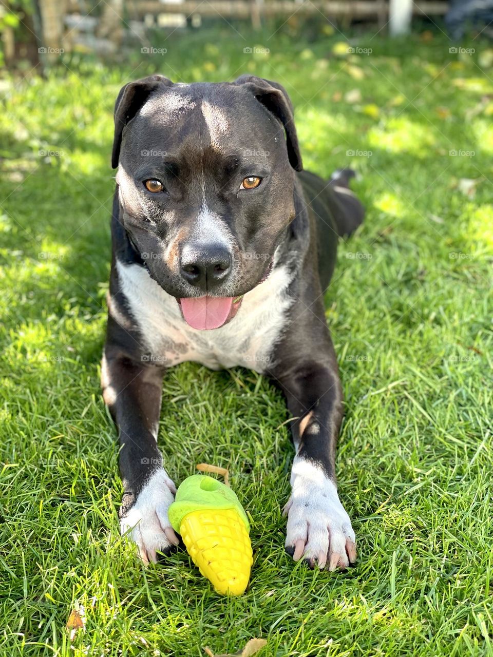 Happy dog lying in the grass with it’s toy resting in the shadow on a sunny hot summer day 