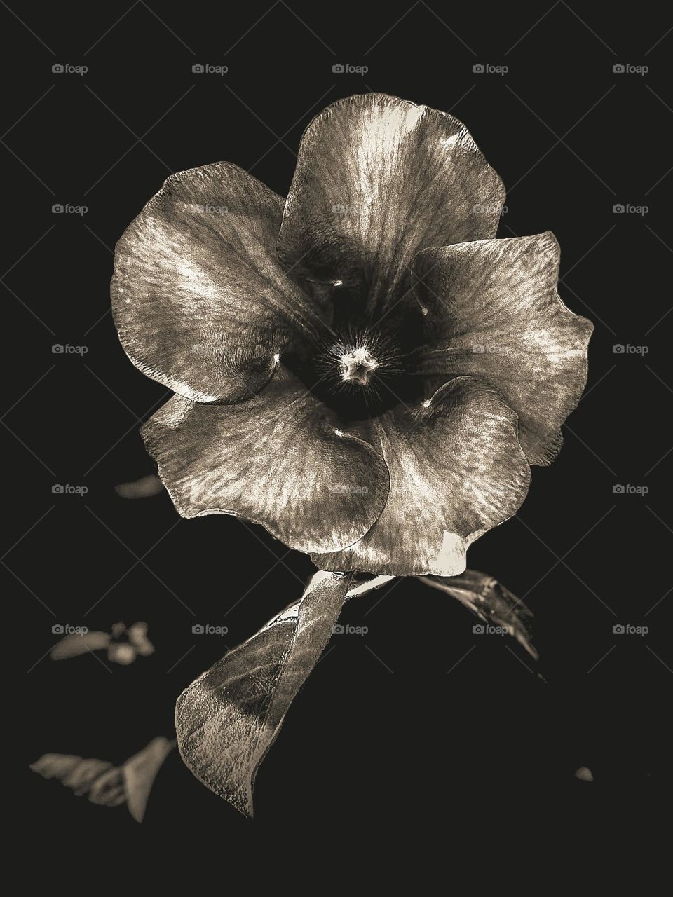 Monochromatic photography - Allamanda flower - natural patterns 