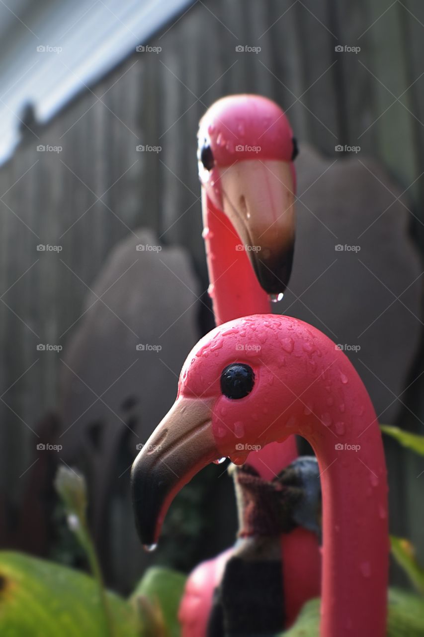 Plastic Flamingos in Rain
