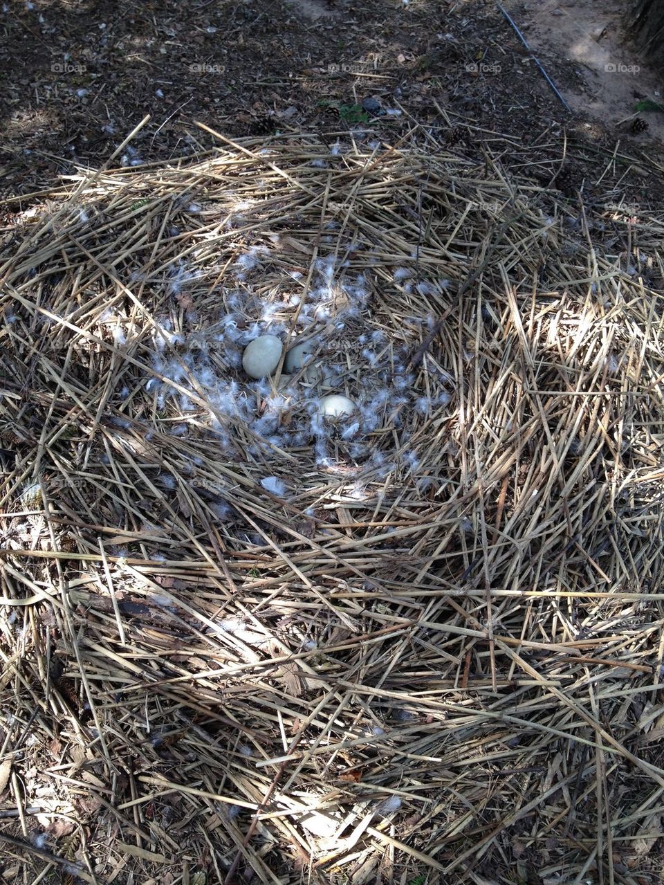 Swan eggs in a nest