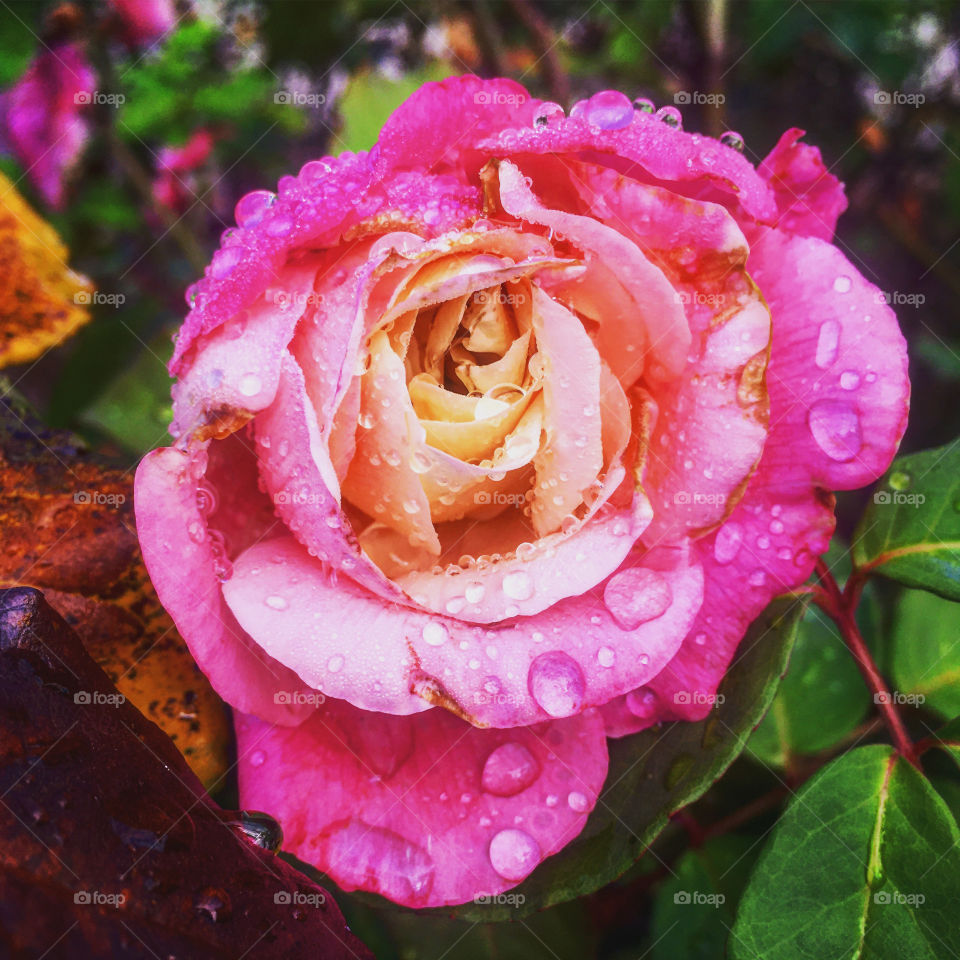 🌺Fim de #cooper!
Suado, cansado e feliz, alongando e curtindo a beleza das #flores.
E essas #pétalas gotejadas?
🏁 🙆‍♂️ 
#corrida #treino #flor #flower #flowers #pétala #jardim #jardinagem #garden #flora #run #running #esporte #alongamento