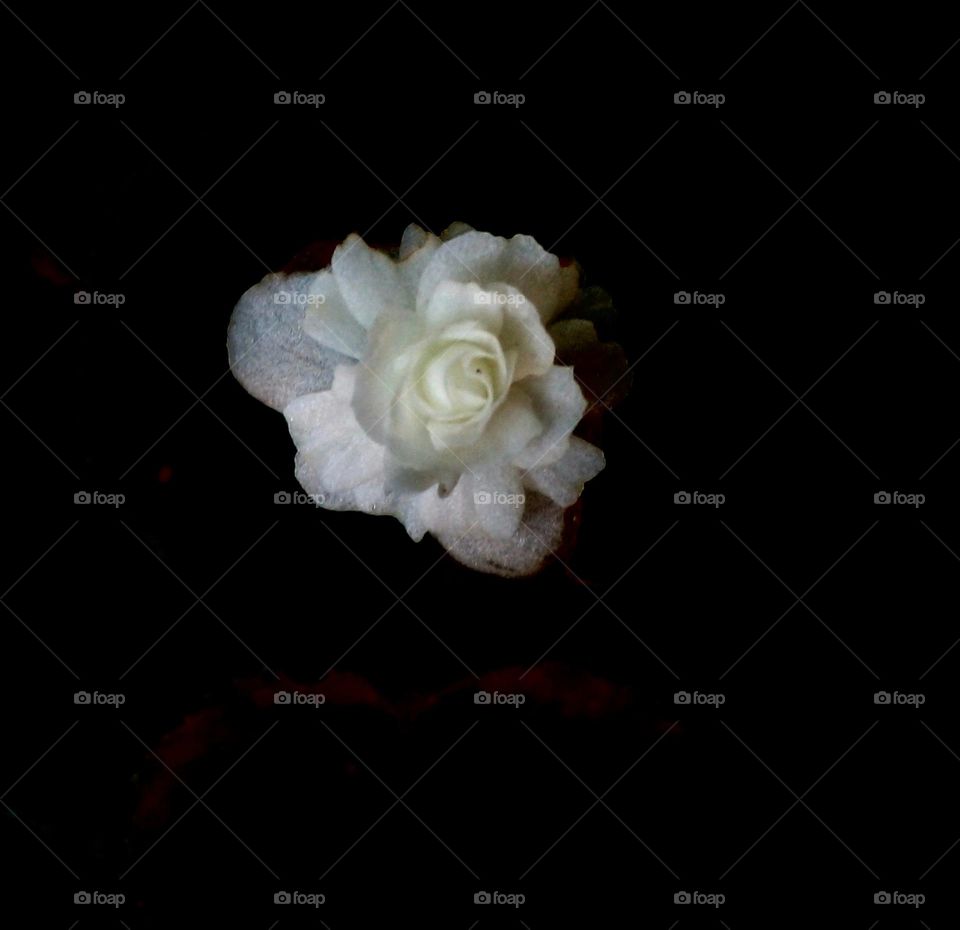 naturelove, balck and white, beautiful, flowers, drak background