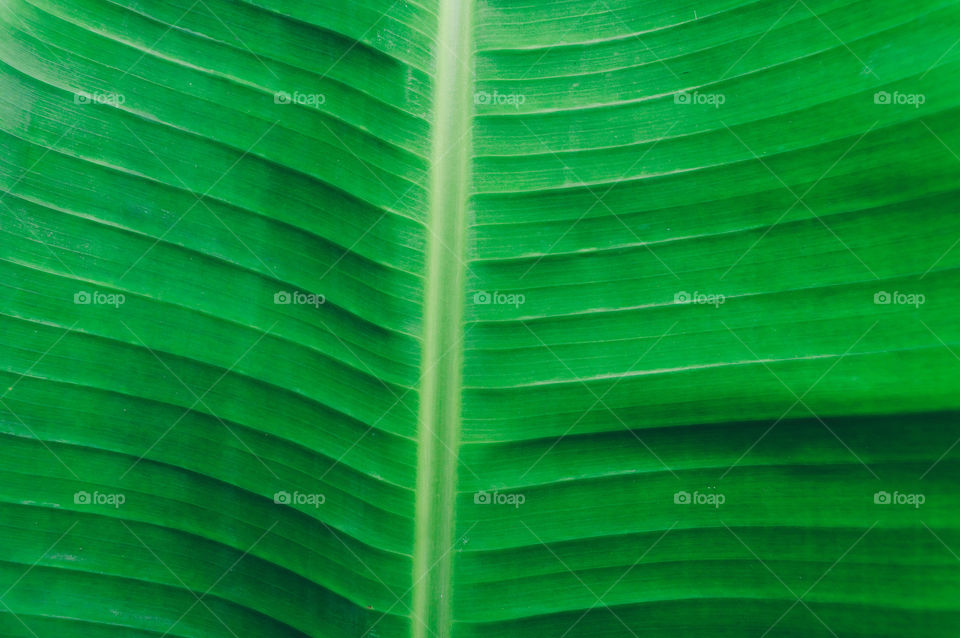 Close up detailed view of green banana leaf background with abstract vain texture lines form natural pattern. Bright lit by sunlight of tropical forest use as space for text or image backdrop design.
