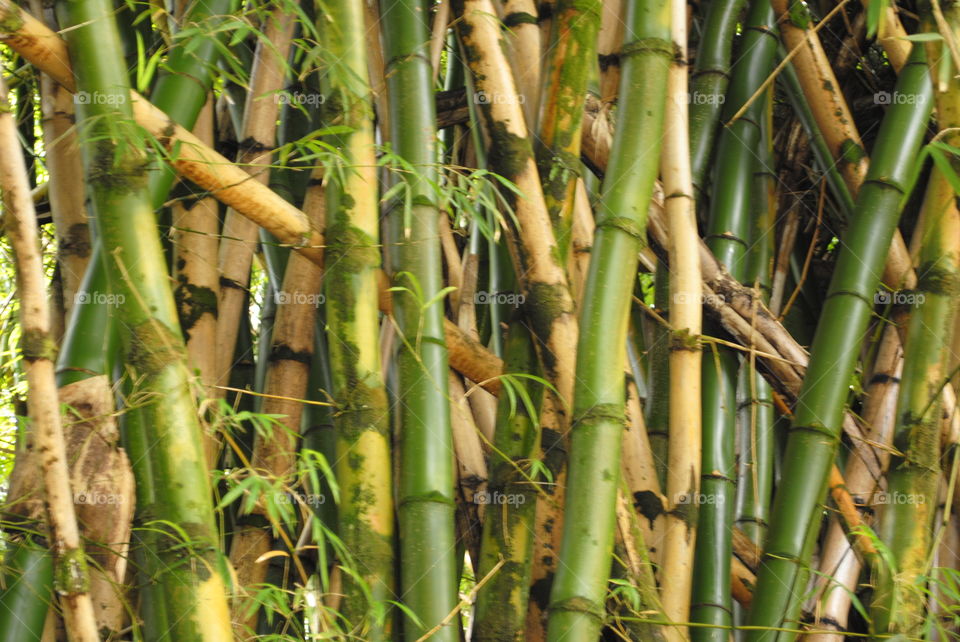 Bamboo