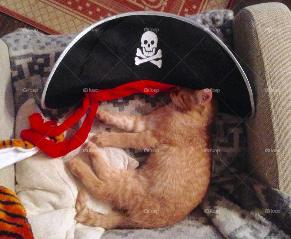 cat in pirate hat