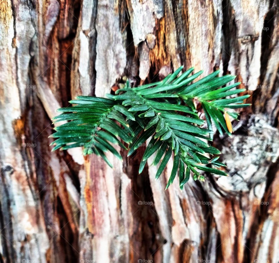 nature in the great outdoors on a hike in the city of Roseville